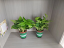 雙盟綠蘿盆栽除甲醛花卉綠植辦公室新房凈化空氣 120款10盆源頭直發(fā) 曬單實拍圖