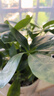 四季常青八方來(lái)財鴨腳木室內陽(yáng)臺桌面綠植大型盆栽花卉綠蘿發(fā)財樹(shù) 八方來(lái)財【15-25cm]】4顆+原盆原土+肥料 曬單實(shí)拍圖