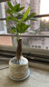 京云夢(mèng)發(fā)財樹(shù)小盆栽花卉辦公室綠植招財送禮單桿發(fā)財樹(shù)甜甜圈源頭直發(fā) 曬單實(shí)拍圖