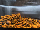 闊庭（KUOTING）溪流缸新款魚(yú)缸制氧一體式懶人生態(tài)造景側(cè)濾溪流缸黑色【超大號(hào)】 曬單實(shí)拍圖