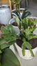 四季開(kāi)花蟹爪蘭花苗盆栽綠植蟹爪蓮花卉室內陽(yáng)臺盆栽好養耐寒 混合色+營(yíng)養液+肥+粉 5顆苗不含盆 曬單實(shí)拍圖
