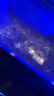 新飛（frestec）制冰機商用奶茶店小型55-400KG大型桶裝水制冰器KTV吧臺冰塊制作機自動制冰機 【中小型】44顆-產(chǎn)60KG-桶裝水/自來水兩用款 曬單實拍圖