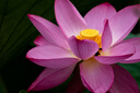 松下70-300mm 全畫幅微單相機(jī)遠(yuǎn)攝變焦鏡頭（Panasonic） (S-R70300）L卡口 風(fēng)光 運(yùn)動 體育 旅行 曬單實(shí)拍圖