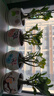 沙漠玫瑰花苗盆栽綠植重瓣四季花卉植物老樁室內(nèi)陽(yáng)臺(tái)盆景開(kāi)帶花苞 四年苗原盆原土 曬單實(shí)拍圖