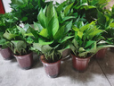 雙盟綠蘿盆栽除甲醛花卉綠植辦公室新房?jì)艋諝?120款10盆源頭直發(fā) 曬單實(shí)拍圖