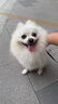 小末狗糧KO全階段全犬種凍干成幼犬糧 KO4全階段陸地系列犬糧1.5kg 曬單實(shí)拍圖