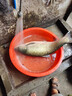 海憶升級串鉤釣組防纏繞鯽魚(yú)黃辣丁三鉤五鉤拋竿海桿筏竿路亞魚(yú)鉤專(zhuān)利 金袖三鉤-【無(wú)配件】5付 5號 曬單實(shí)拍圖