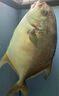 翔泰海南深海金鯧魚700g 2條 燒烤 火鍋 生鮮魚類 BAP認證 海鮮水產(chǎn) 曬單實拍圖
