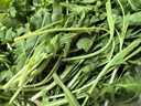 千牛優(yōu)福芝麻菜250g-500g 新鮮蔬菜沙拉食材 生菜 西餐 火箭菜 新鮮芝麻菜500g 曬單實(shí)拍圖