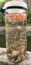 衛(wèi)辭抓魚(yú)瓶?jī)和ヴ~(yú)神器捕魚(yú)撈魚(yú)神器倒須不漏戶外塑料抓魚(yú)工具 【升級(jí)配重螺母】加大號(hào) （配約12米繩子+2包餌料+地插） 曬單實(shí)拍圖