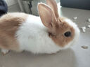 寵物侏儒兔子活物長(cháng)不大迷你兔兒童好養宿舍寵物兔荷蘭垂耳兔活體 3號黃白侏儒兔(公母備注) 曬單實(shí)拍圖