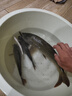 西部風(fēng)打窩料800克野釣餌料顆粒魚餌草魚鯉魚窩料  雜糧 曬單實(shí)拍圖