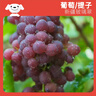 京鮮生 新疆弗雷紅提玻璃翠火焰無核 1斤裝 生鮮水果酸甜易掉粒 曬單實(shí)拍圖