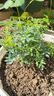 蕓香草臭草植物賊仔草盆栽室外陽臺菜園四季花苗臭艾驅(qū)蚊驅(qū)蛇食用 蕓香草小顆 帶盆 曬單實(shí)拍圖