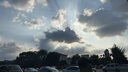天然博士小琥珀DHA藻油 dha嬰幼兒兒童成人可食用金標(biāo)藻油眼腦營(yíng)養(yǎng) 【爆款】金標(biāo)藻油60粒 曬單實(shí)拍圖