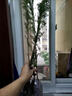 臨雅魚(yú)缸水培植物造景水杉樹(shù)苗一木成景水草水生植物活體水養植物盆栽 水培水杉80-100cm(易養/有水就活 10棵 曬單實(shí)拍圖