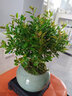 開時果 小葉赤楠盆景擺件 辦公室桌面綠植花卉好養(yǎng)盆栽植物源頭直發(fā)包郵 【熱銷款】哥窯浸墨盆+苔蘚+底座 曬單實拍圖
