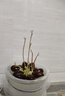 潔麗雅（Grace）【里外全棉】A類(lèi)100%新疆棉花被子 夏涼空調(diào)被薄被芯150*200cm 曬單實(shí)拍圖