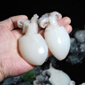 新漁姐冷凍生鮮新鮮章魚(yú)仔花枝烏賊墨魚(yú)三去目魚(yú)仔小墨魚(yú)仔(無(wú)冰) 三去墨魚(yú)仔(無(wú)冰) 2斤(凈重) 曬單實(shí)拍圖