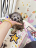 泰迪幼犬純種灰泰迪貴賓犬茶杯犬長不大小體狗小型犬活體狗寵物狗 寵物級(jí) 灰泰迪 公 曬單實(shí)拍圖