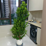 搖錢(qián)樹(shù)發(fā)財樹(shù)大盆栽室內招財搖錢(qián)樹(shù)客廳大型植物喬遷開(kāi)業(yè)送禮佳品 【招財進(jìn)寶】寶塔搖錢(qián)樹(shù)1.5-1.6m聚財盆 曬單實(shí)拍圖