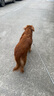 伯納天純中大型犬全價成年犬糧金毛寵物主糧羊肉蔓越莓15kg/30斤 曬單實拍圖