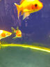 【包活包損】錦鯉活魚(yú)觀(guān)賞魚(yú)活體好養耐活冷水淡水魚(yú)日系錦鯉金魚(yú) 【精品】一條昭和錦鯉 14--17cm 曬單實(shí)拍圖