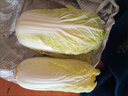 三寶白菜（大娃娃菜）約650g 曬單實(shí)拍圖