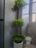 搖錢(qián)樹(shù)發(fā)財樹(shù)大盆栽室內招財搖錢(qián)樹(shù)客廳大型植物喬遷開(kāi)業(yè)送禮佳品 【招財進(jìn)寶】三層搖錢(qián)樹(shù)1.7-1.8米原盆 曬單實(shí)拍圖