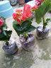 家中有果室內花卉綠植玫瑰海棠盆栽麗格海棠花苗重瓣四季開(kāi)花 橘色【帶花】 不含盆 曬單實(shí)拍圖
