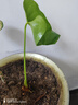繽賢紅掌盆栽綠植花卉鴻運當(dāng)頭白掌一帆風(fēng)順室內(nèi)好養(yǎng)活四季開花水培 特級大號紅掌1株原盆+肥料 #28 曬單實拍圖