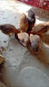 魚(yú)粉魚(yú)骨粉飼料魚(yú)粉養殖用水產(chǎn)魚(yú)粉喂雞鴨鵝鵪鶉釣魚(yú)飼料魚(yú)粉喂豬 2斤 國產(chǎn)魚(yú)粉53高蛋白 曬單實(shí)拍圖