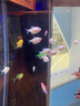 AMTRA TECHNIK德國(guó)安彩壁掛過濾器ex650魚缸過濾器烏龜?shù)退粌羲o音 EX650 標(biāo)準(zhǔn)版【內(nèi)含濾材】 曬單實(shí)拍圖