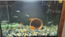 黃金龍鳳錦鯉冷水鸚鵡小草金蘭花草觀賞魚 小草金3-5厘米5條裝 曬單實(shí)拍圖