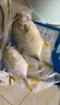 翔泰 海南金鯧魚(yú)凈重900g 2條裝  魚(yú)類(lèi)生鮮 燒烤 火鍋食材 海鮮水產(chǎn) 曬單實(shí)拍圖