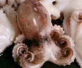 一蝦一世界鮮活冷凍小八爪魚(yú) 三去迷你章魚(yú)仔去齒去內臟 火鍋燒烤年夜飯食材 免處理中號 3斤(凈重)  4-6只/斤 曬單實(shí)拍圖
