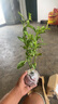 夜來香 6年大苗 夜來香花苗盆栽陽臺庭院夏季草樹苗夜來香植物花卉當年開花 南方北方均可種植 3年苗 帶土球發(fā)貨 曬單實拍圖