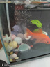 憨憨樂園 魚缸過濾材料 5D凈水納米細(xì)菌屋球濾材中空石英球 約25顆 贈網(wǎng)袋 曬單實拍圖
