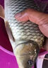 一包搞定鯉魚魚餌河冠鯉魚坑野釣垂釣鯉魚餌料一散見效餌料 3包【河冠鯉1500】 曬單實拍圖