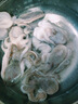 鴻順八爪魚1斤裝 去牙鮮活速凍小章魚 火鍋食材 生鮮凍品 曬單實拍圖