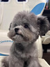 泰迪幼犬純種灰泰迪貴賓犬茶杯犬長(zhǎng)不大小體狗小型犬活體狗寵物狗 寵物級(jí) 灰泰迪 公 曬單實(shí)拍圖
