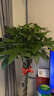 嘆為觀止大型植物發(fā)財(cái)樹各種大顆盆栽開業(yè)喬遷客廳辦公室內(nèi)好養(yǎng)大型花卉 辮子發(fā)財(cái)樹【1.2-1.4米】 含盆 曬單實(shí)拍圖