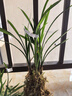 劉閣蘭花蘭花建蘭四季蘭 小國魂 現(xiàn)帶花苞出售濃香四溢室內(nèi)外花卉盆栽好養(yǎng) 小國魂6苗連體帶花苞 配黑硬盆土 曬單實(shí)拍圖