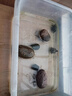 京小米森活營養(yǎng)龜糧石金錢烏龜飼料鱷龜糧巴西龜料甲魚飼料水陸幼龜魚蝦干龜 誘食型小龜開口糧小粒350ML 曬單實(shí)拍圖