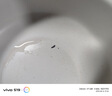 COOKSS嬰兒輔食鍋蒸鍋一體多功能寶寶粥鍋小電炒鍋學生宿舍蒸煮電煮火鍋 曬單實拍圖