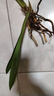 特級(jí)濃香型企黑蘭花國(guó)蘭客廳四季好養(yǎng)盆栽綠植物國(guó)花高端送禮物 高度40cm冠幅15cm特級(jí)精品蘭花 1苗裸根發(fā)貨 曬單實(shí)拍圖