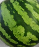 【產(chǎn)地直采】麒麟奶油西瓜 約4.5kg 曬單實拍圖