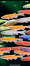 卡奇魚(yú) 斑馬魚(yú) 淡水魚(yú) 觀(guān)賞魚(yú) 小型觀(guān)賞魚(yú) 熱帶魚(yú) 蝶翼斑馬熒光好養易活 糖果斑馬50條1.5-2.5cm最少6種色 曬單實(shí)拍圖