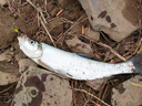 千川鯉汐澗魚(yú)竿臺釣竿超輕超硬19調6H8H鰱鳙黑坑竿綜合竿釣魚(yú)竿大物桿 2.7m 竿稍+桿袋 5h28調休閑野釣超強拉力30斤 曬單實(shí)拍圖
