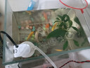 黃金龍鳳錦鯉冷水鸚鵡小草金蘭花草觀(guān)賞魚(yú) 黃金錦鯉4-6厘米3條裝 曬單實(shí)拍圖